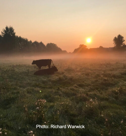 cows-at-sunrise-warwick-c