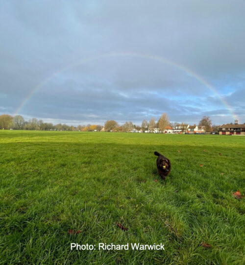 rainbow-dog-wariwick
